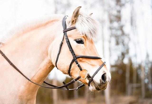 Föda travhäst